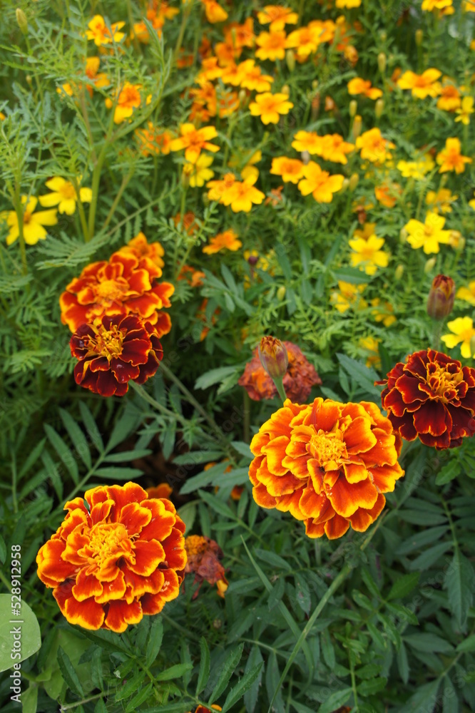 Autumn blooming flowers. Yellow and orange blooming Marigolds or Tagetes on the garden bed. Natural wallpaper.