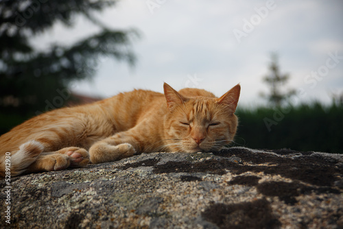 Orange cat sleeps on the stones on a summer evening.