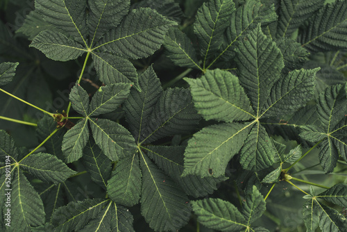 Green leaves of a horse chestnut tree (aesculus hippocastanum, conker tree). 