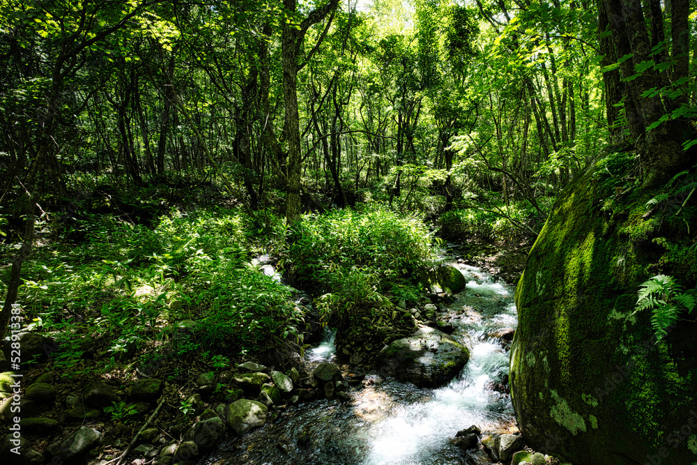 Obraz premium さわやかな夏の高原で、空気感を味わいながら森林浴を楽しむ旅は、本当に気分爽快です!