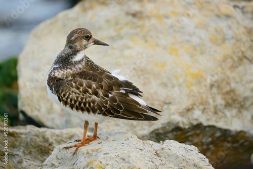Wallpaper Mural Ruddy turnstone Arenaria interpres small wading bird Torontodigital.ca