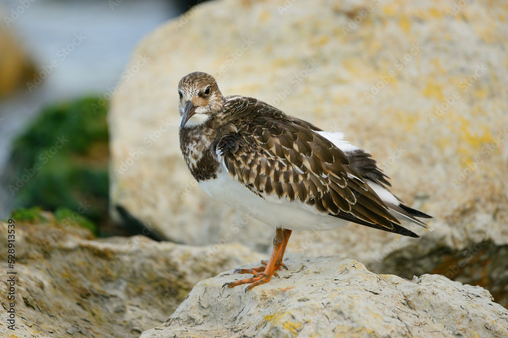 Obraz premium Ruddy turnstone Arenaria interpres small wading bird
