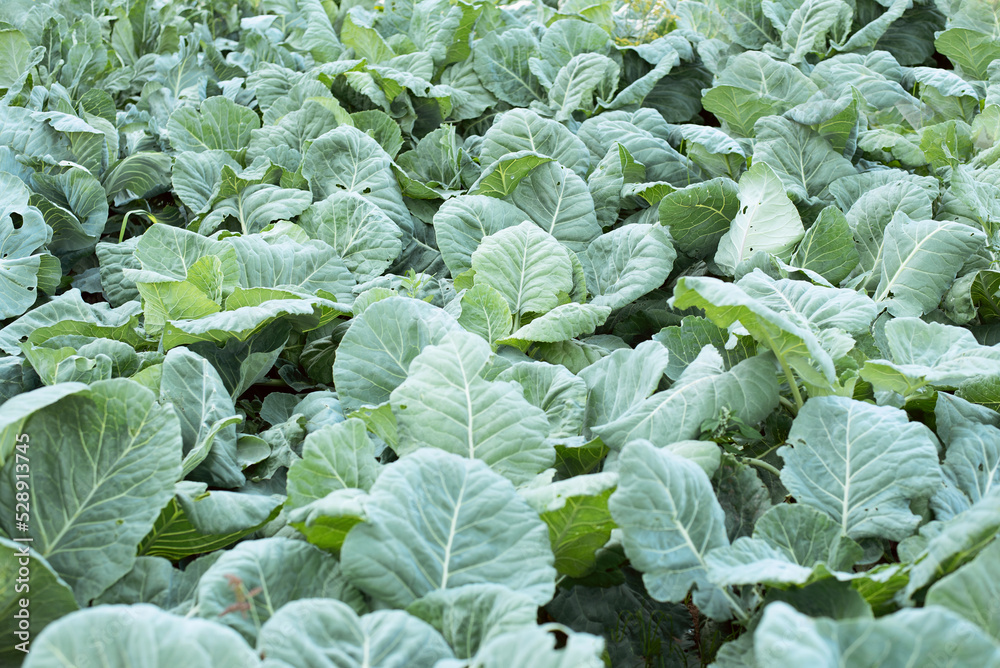 Young cabbage grows on the garden bed. Ground-cabbage cultivation. Organic vegetables from farm. Young cabbage grows on the garden bed. Ground-cabbage cultivation. Organic vegetables from farm.