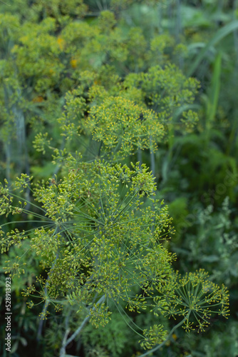 Green blooming dill grows in the garden. Organic vegetables and greens from farm. 