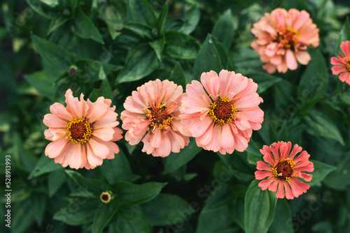 A bush of pink Zinnia flowers with green leaves in the garden. Blooming summer flowers on a blur background. 