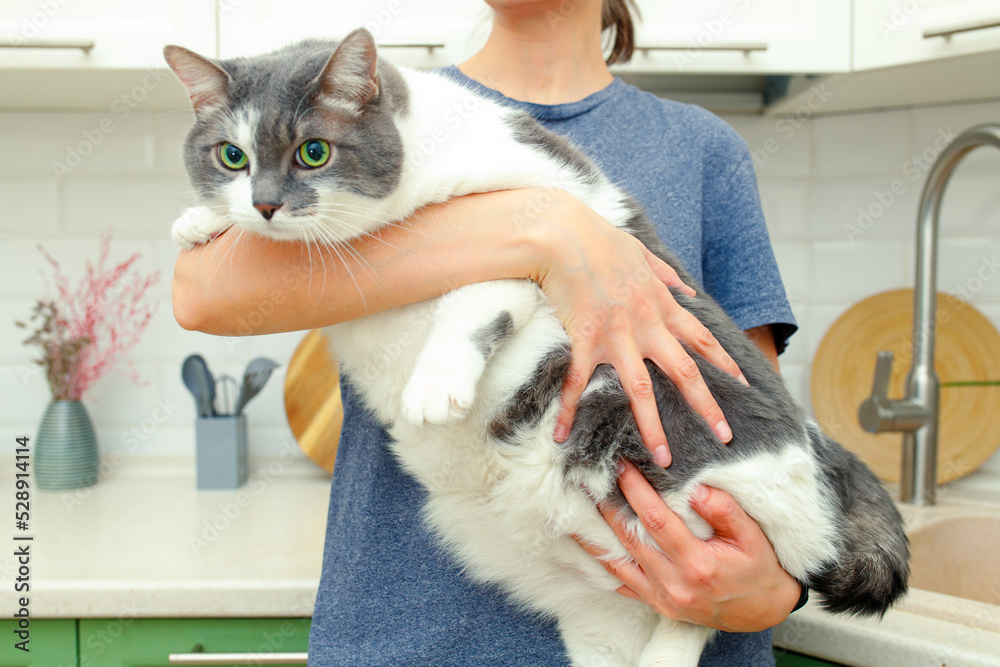 Lazy fat cat in the hands of the woman. The cat has problems with obesity. Lazy fat cat in the hands of the woman. The cat has problems with obesity.