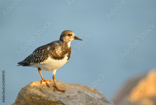 Wallpaper Mural Ruddy turnstone Arenaria interpres small wading bird Torontodigital.ca