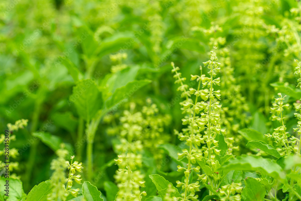 Thai basil field large bush of sweet basil with blooming flower and white petals.Blossom homegrown culinary herb at organic backyard garden nature background of basil native to Southeast Asia. Thai basil field large bush of sweet basil with blooming flower and white petals.Blossom homegrown culinary herb at organic backyard garden nature background of basil native to Southeast Asia.