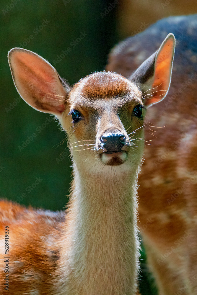 Fawn hd picture - A baby deer - WBL - Wild Park Rheingönheim, Germany Fawn hd picture - A baby deer - WBL - Wild Park Rheingönheim, Germany