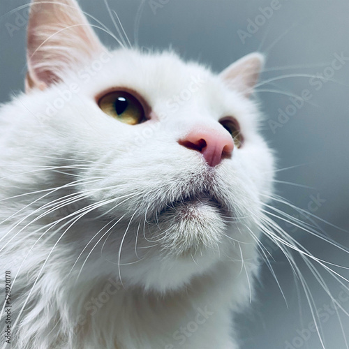 Portrait of a white cat