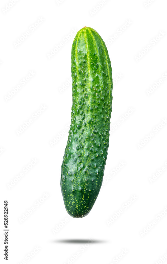 One fresh green cucumber, isolated on a transparent background. One fresh green cucumber, isolated on a transparent background.