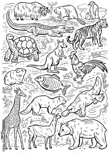 black and white coloring of realistic animals of different countries