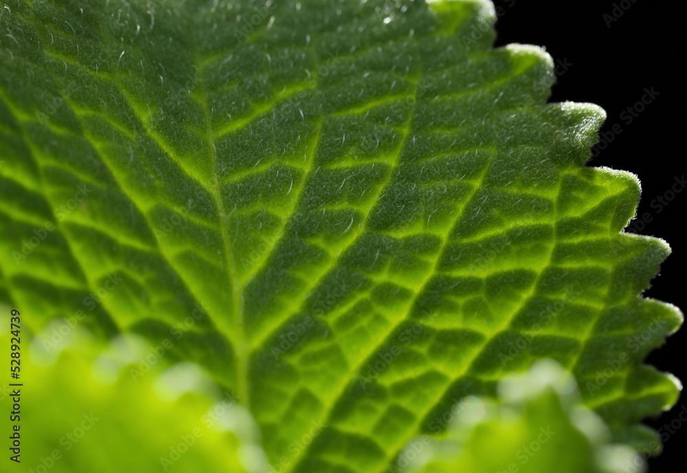 Green leaf macro. Green leaf texture, background. Nature design. Leaf in garden, in nature. Abstract background. Green leaf macro. Green leaf texture, background. Nature design. Leaf in garden, in nature. Abstract background.