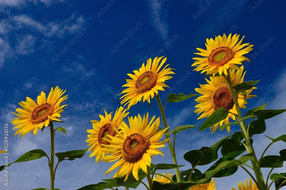 summer sky and sunflowers