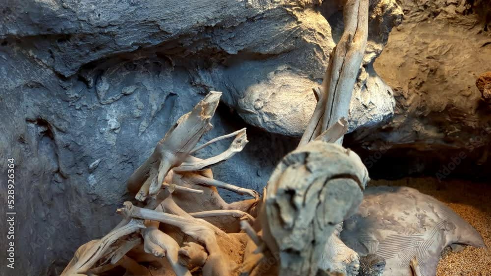 Lizards run on wood and stones. Wildlife Lizards run on wood and stones. Wildlife