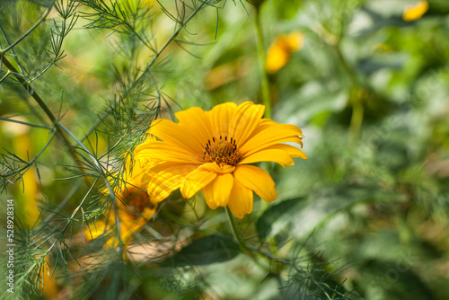 yellow flower in the green garden photo