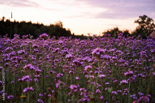 field full of flowers at sunset