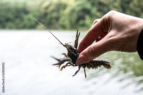 Female hand hold the small crayfish against river background. Crayfish moves in the hand