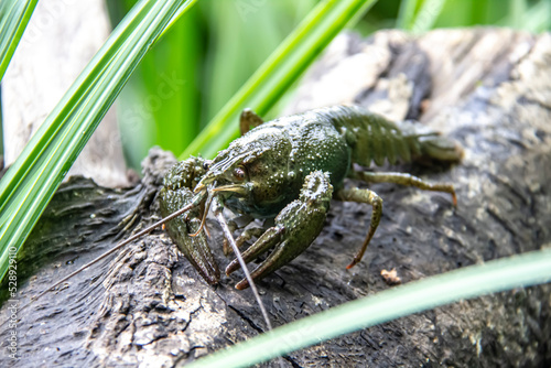 The small crayfish move on the tree against background. Crayfish on the fallen wood with green leaves around