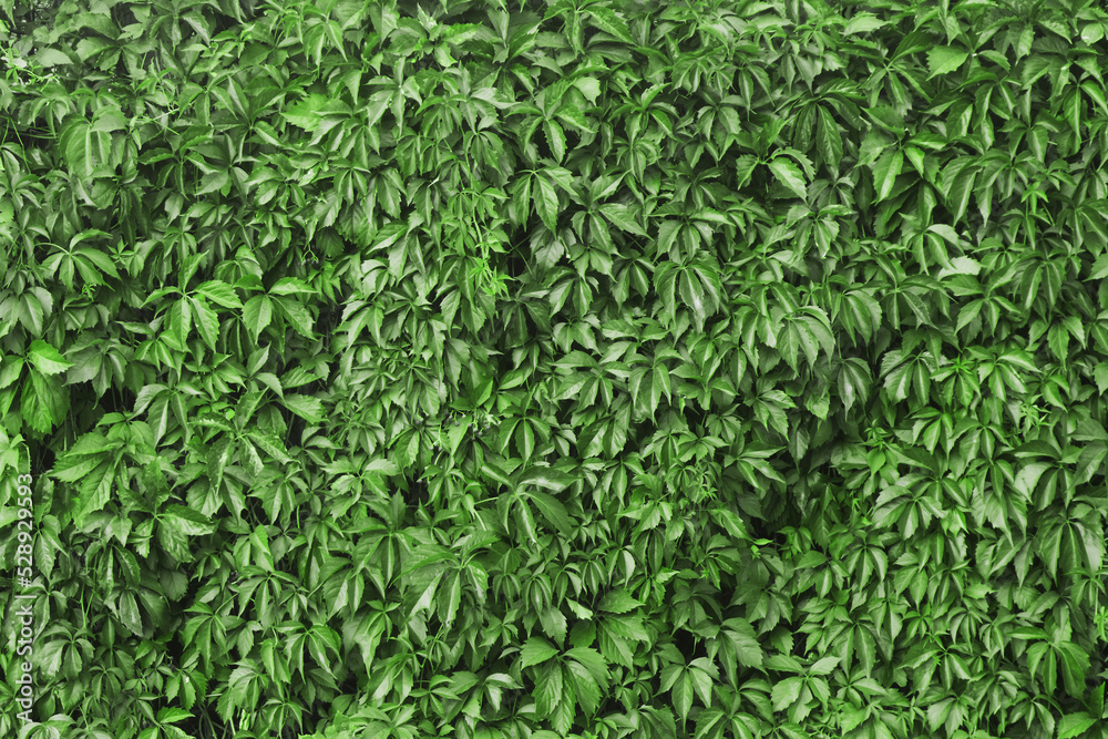 Climber plant background. Creeper plant texture. Gedge bush pattern. Natural summer wall. Home outdoor decoration. Green leaves texture. Climber plant background. Creeper plant texture. Gedge bush pattern. Natural summer wall. Home outdoor decoration. Green leaves texture.