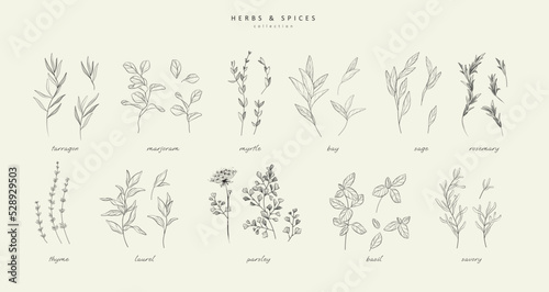 Vector hand drawn herbs and spices set. Vintage trendy botanical elements. Hand drawn line leaves branches and blooming. . Vector trendy