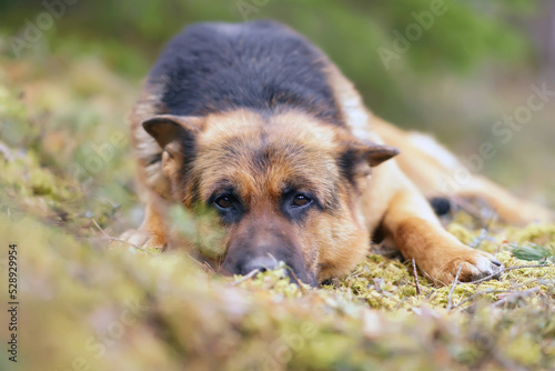 Cute black and tan German Shepherd dog posing outdoors in a forest lying down on a green moss in spring