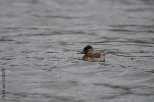 Ruddy Duck floating on the water in a lake