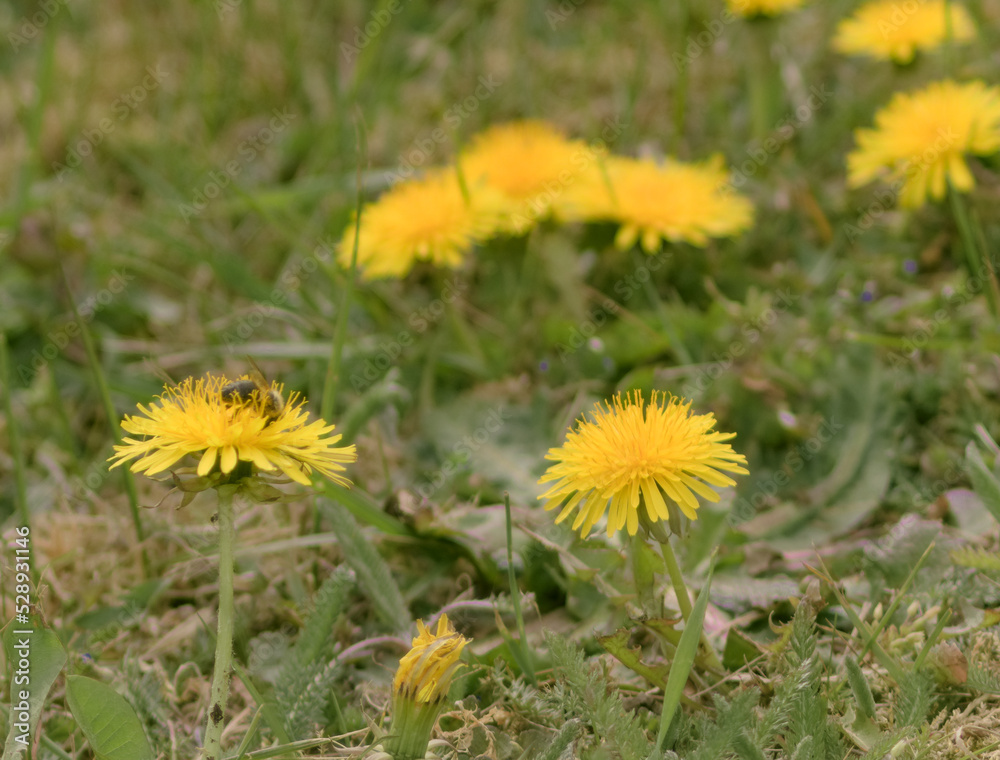 Bee and Taraxacum officinale as dandelion or common dandelion. Polish name 