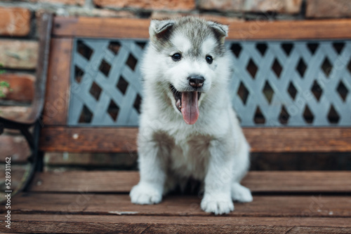 Husky puppies playing on the bench 