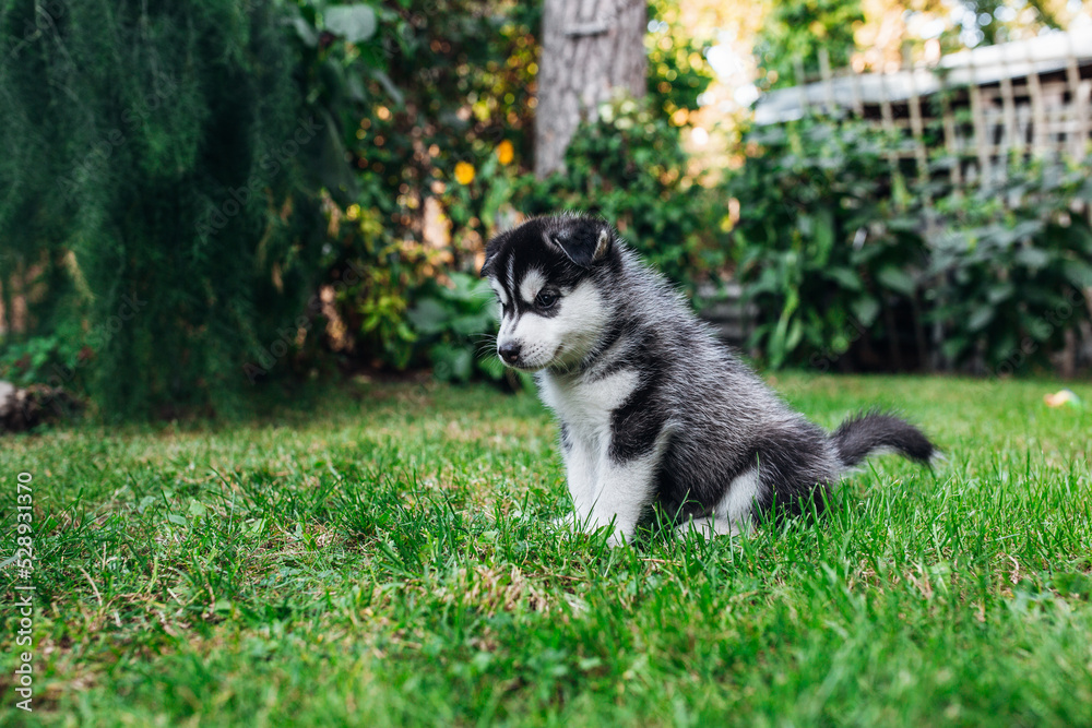Fototapeta premium Husky puppies playing on the grass