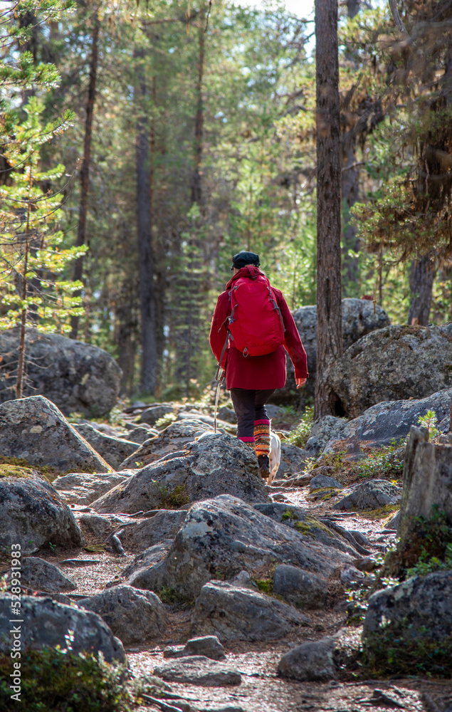 Woman hiking in Lapland Finland Woman hiking in Lapland Finland