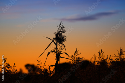SUNRISE - Sunny morning in the reeds on wetlands 