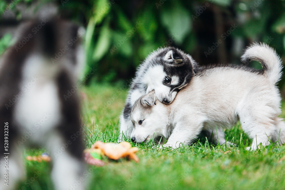 Obraz premium Husky puppies playing on the grass