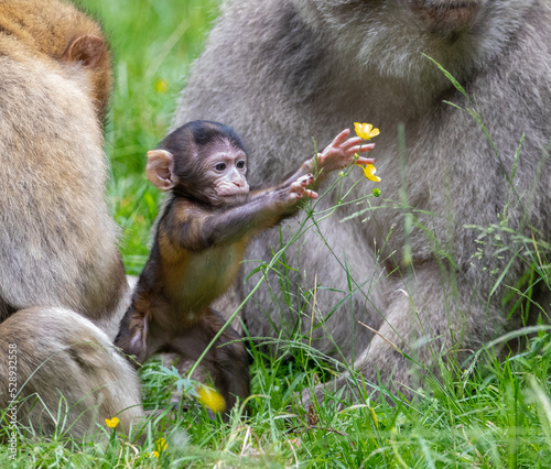Photography baby monkey