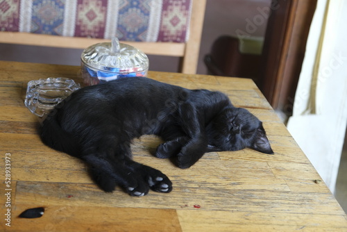 Photography cats on the desk
