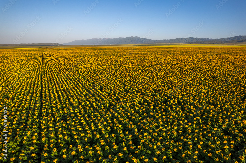 the sunflower field in Xinjiang China the sunflower field in Xinjiang China