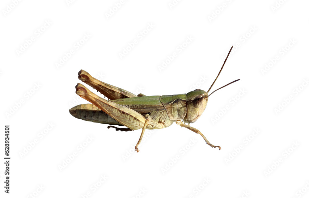 grasshopper standing on blue background grasshopper standing on blue background