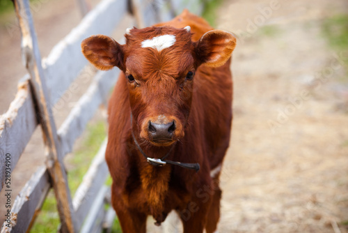 Cow. Beautiful brown cow on a farm next to a pasture