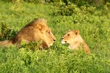 Lion and Lioness in green grass