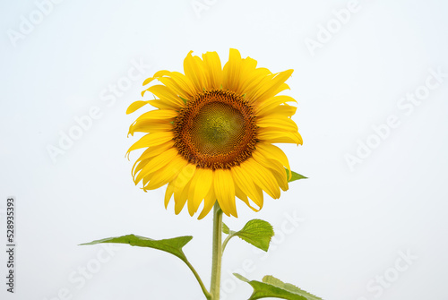 One big sunflower and sky in the field