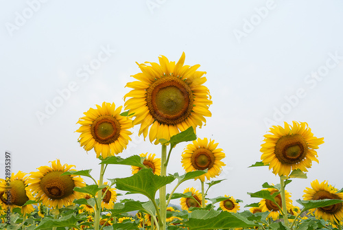  big sunflowers and sky in the field