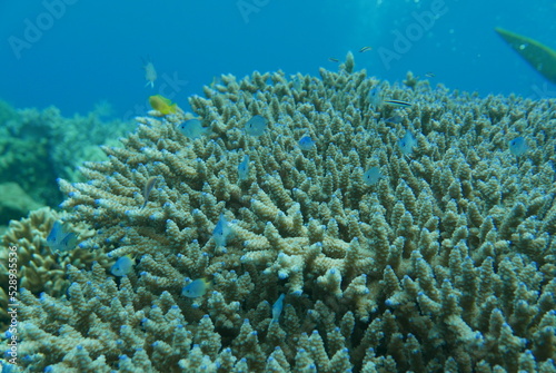Kakeromajima or Kakeroma-tō is one of the Satsunan Islands, classed with the Amami archipelago between Kyūshū and Okinawa. photo