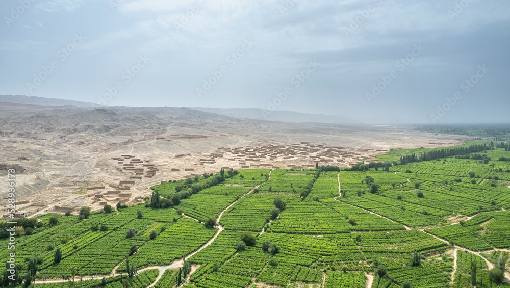 Naklejka premium grape orchard in Xinjiang China