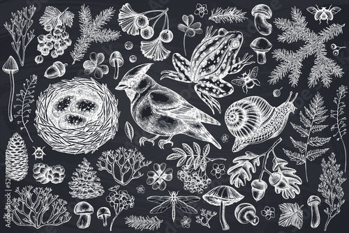 Mysterious forest hand drawn vector illustrations collection. Chalk waxwing, snail, nest, pool frog, moss, spruce branch, pine cones, mushrooms, insect, aspen mushroom, porcini, red currant, oak