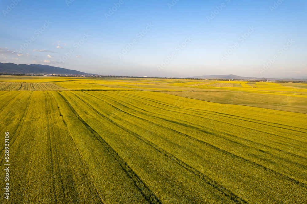 Obraz premium rape flower sea in Xinjiang China