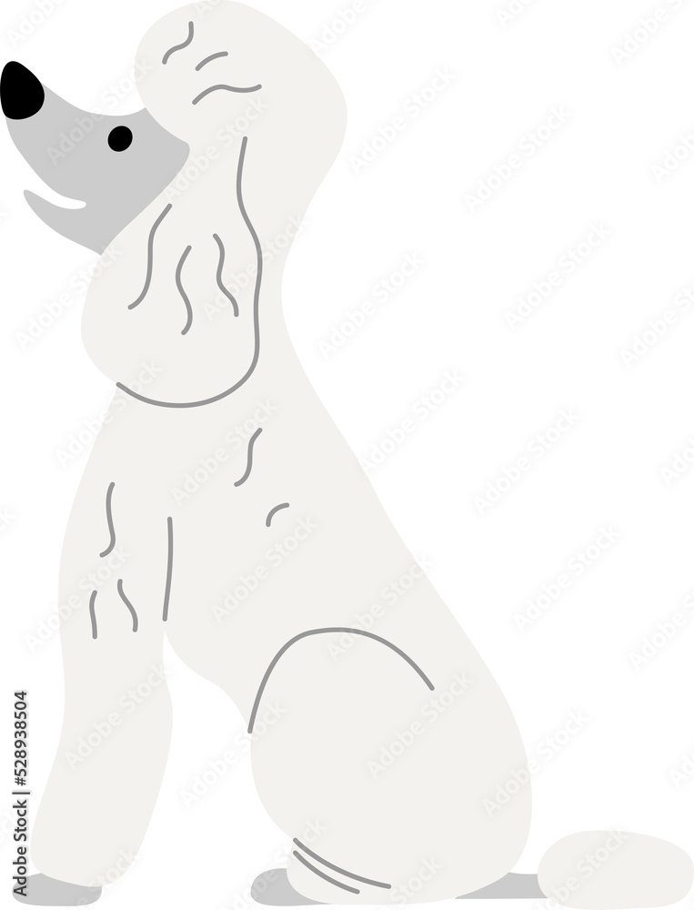 Fototapeta premium Poodle illustration