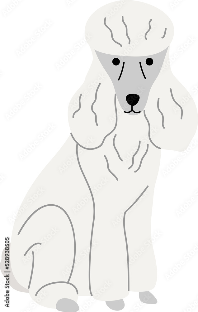 Obraz premium Poodle illustration