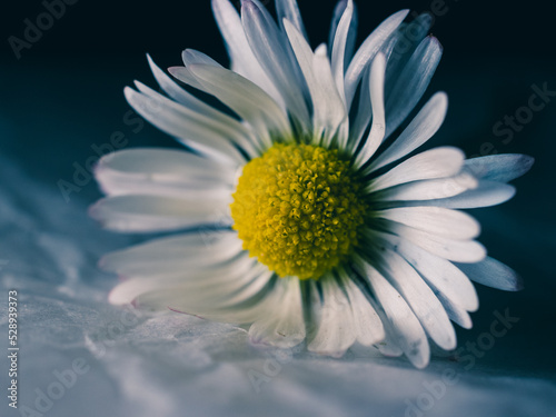 daisy flower