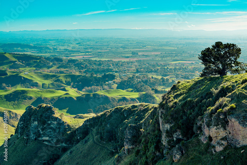 Looking out over the Hawke's Bay region of New Zealand, setting sun cast long shadows from a lone tree on the cliff top. Te Mata Peak, Hawkes Bay