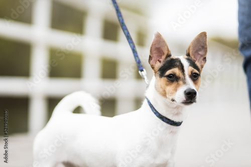 jack russell terrier dog © zwierzokadr